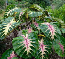 Load image into Gallery viewer, Waikiki Elephant Ear - Colocasia esculenta - Live STARTER Plant~~The Royal Hawaiian Collection~~Very Hard to Find!