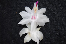 Load image into Gallery viewer, White Knight Christmas Cactus/Thanksgiving Cactus Schlumbergera Truncata Rooted STARTER Plant