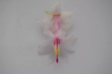 Load image into Gallery viewer, White Modesto Christmas Cactus/Thanksgiving Cactus Schlumbergera Truncata Rooted STARTER Plant