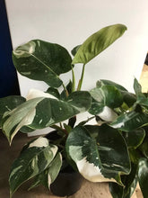 Load image into Gallery viewer, White Princess~Variegated Philodendron Small Rooted Starter Plant~EXTREMELY RARE