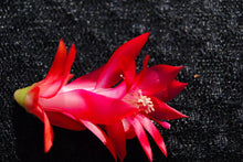Load image into Gallery viewer, Will Christmas Cactus/Thanksgiving Cactus Schlumbergera Truncata Rooted STARTER Plant