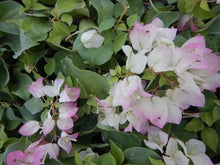 Load image into Gallery viewer, YANI'S DELIGHT Live Well Rooted Bougainvillea STARTER plant