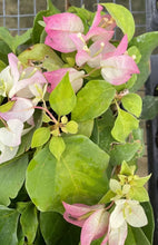 Load image into Gallery viewer, YANI'S DELIGHT Live Well Rooted Bougainvillea STARTER plant