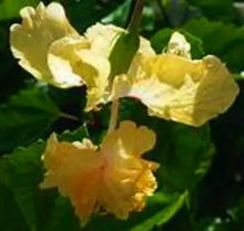 Load image into Gallery viewer, **YELLOW LION'S TAIL** POM POM POODLE Tropical Hibiscus Plant***WELL ROOTED***