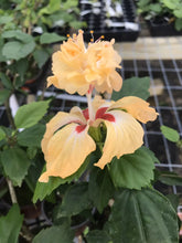 Load image into Gallery viewer, **YELLOW LION'S TAIL** POM POM POODLE Tropical Hibiscus Plant***WELL ROOTED***
