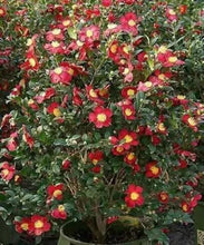 Load image into Gallery viewer, **YULETIDE**Camellia Japonica--Live STARTER Plant--BOLD RED WITH GOLD STAMENS!