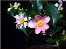 Load image into Gallery viewer, YUME~~Unique Bloom**Camellia Japonica-Live Starter Plant