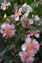 Load image into Gallery viewer, YUME~~Unique Bloom**Camellia Japonica-Live Starter Plant