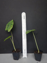 Load image into Gallery viewer, **ALOHA**Elephant Ear**Colocasia Esculenta**Rooted Starter Plant*