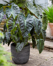 Load image into Gallery viewer, **ALOHA**Elephant Ear**Colocasia Esculenta**Rooted Starter Plant*