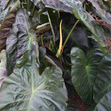 Load image into Gallery viewer, **ALOHA**Elephant Ear**Colocasia Esculenta**Rooted Starter Plant*