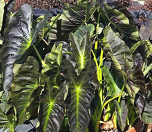 Load image into Gallery viewer, **ALOHA**Elephant Ear**Colocasia Esculenta**Rooted Starter Plant*