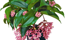 Load image into Gallery viewer, Florinilla "AROSA" Medinilla Plant~Live Well Rooted STARTER Plant~ VERY RARE