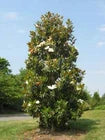 Load image into Gallery viewer, Bracken's Brown Beauty