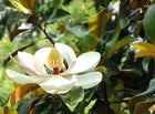Load image into Gallery viewer, Bracken's Brown Beauty