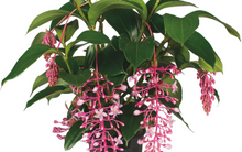 Load image into Gallery viewer, Florinilla "BELLA" Medinilla Plant~Live Well Rooted STARTER Plant~ VERY RARE