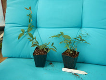 Load image into Gallery viewer, BIGNONIA "YELLOW" CROSSVINE*Rooted Starter Plant*USA SELLER*ATTRACTS BUTTERFLIES