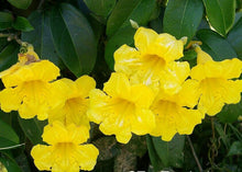 Load image into Gallery viewer, BIGNONIA "YELLOW" CROSSVINE*Rooted Starter Plant*USA SELLER*ATTRACTS BUTTERFLIES