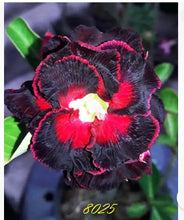 Load image into Gallery viewer, Black Widow 8025--Desert Rose Adenium Obesum SMALL Rooted Seedling Plant