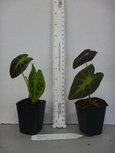 Load image into Gallery viewer, **BLACK BEAUTY** Elephant Ear Colocasia Antiquorum Live Starter Plant*USA Seller