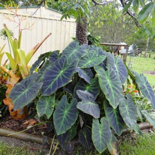 Load image into Gallery viewer, **BLACK BEAUTY** Elephant Ear Colocasia Antiquorum Live Starter Plant*USA Seller