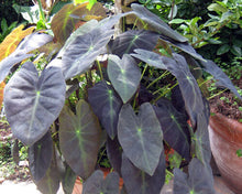 Load image into Gallery viewer, **BLACK BEAUTY** Elephant Ear Colocasia Antiquorum Live Starter Plant*USA Seller