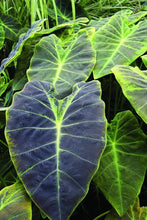 Load image into Gallery viewer, **BLACK BEAUTY** Elephant Ear Colocasia Antiquorum Live Starter Plant*USA Seller