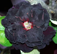 Load image into Gallery viewer, BLACK SWAN-- Large Grafted Adenium Obesum Desert Rose Plant