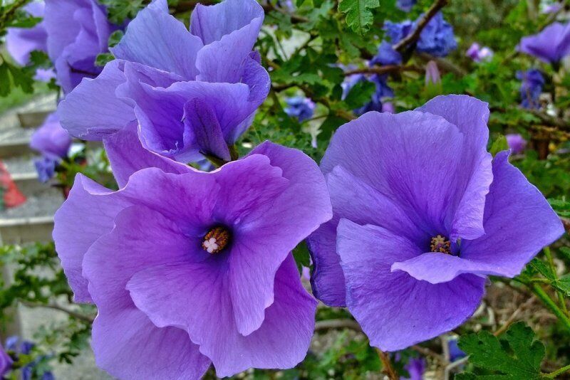 Alyogyne huegelii Blue Hibiscus~~ Live Well Rooted STARTER Plant~~ – Hope's  Flower Garden