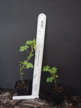 Load image into Gallery viewer, ~~Alyogyne huegelii Blue Hibiscus~~ Live Well Rooted STARTER Plant~~