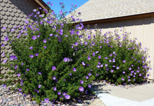 Load image into Gallery viewer, ~~Alyogyne huegelii Blue Hibiscus~~ Live Well Rooted STARTER Plant~~