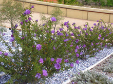 Load image into Gallery viewer, ~~Alyogyne huegelii Blue Hibiscus~~ Live Well Rooted STARTER Plant~~