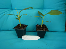 Load image into Gallery viewer, ~~DWARF CAVENDISH Banana Tree~~Live Musa Banana "STARTER" Plant