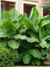 Load image into Gallery viewer, ~~DWARF CAVENDISH Banana Tree~~Live Musa Banana "STARTER" Plant