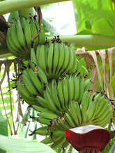 Load image into Gallery viewer, ~~DWARF CAVENDISH Banana Tree~~Live Musa Banana "STARTER" Plant