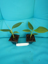 Load image into Gallery viewer, ~~DWARF CAVENDISH Banana Tree~~Live Musa Banana "STARTER" Plant