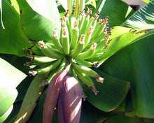 Load image into Gallery viewer, ~~DWARF CAVENDISH Banana Tree~~Live Musa Banana "STARTER" Plant