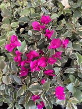 Load image into Gallery viewer, CLARET RED Live Well Rooted Bougainvillea STARTER plant