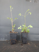 Load image into Gallery viewer, ~~DIAMANTINA~~ CLEMATIS~~Well Rooted Starter Plant~~The Queen of Vines~