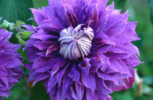 Load image into Gallery viewer, ~~DIAMANTINA~~ CLEMATIS~~Well Rooted Starter Plant~~The Queen of Vines~
