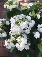 Load image into Gallery viewer, ***DOUBLE DELIGHT***Hydrangea Starter Plant*