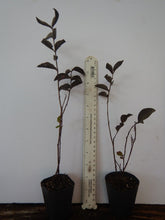 Load image into Gallery viewer, EBONY FIRE~~Crepe Crape Myrtle Starter Lagerstroemia Well Rooted "STARTER" Plant
