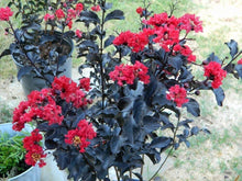 Load image into Gallery viewer, EBONY FIRE~~Crepe Crape Myrtle Starter Lagerstroemia Well Rooted "STARTER" Plant