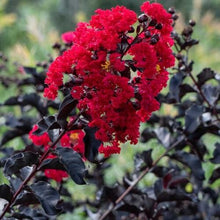 Load image into Gallery viewer, EBONY FIRE~~Crepe Crape Myrtle Starter Lagerstroemia Well Rooted "STARTER" Plant