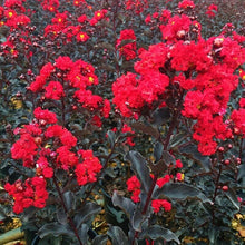 Load image into Gallery viewer, EBONY FIRE~~Crepe Crape Myrtle Starter Lagerstroemia Well Rooted "STARTER" Plant