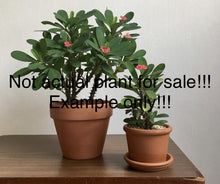 Load image into Gallery viewer, FULL OF MONEY Crown Of Thorns-Euphorbia Milii*Christ Plant*Starter Plant