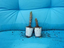 Load image into Gallery viewer, ***NGERN LAIMA***Crown Of Thorns-Euphorbia Milii*CHRIST PLANT*STARTER PLANT
