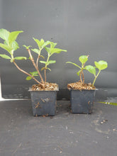 Load image into Gallery viewer, **FELICITY**Hydrangea Starter Plant*