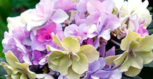 Load image into Gallery viewer, **FELICITY**Hydrangea Starter Plant*