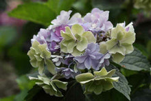 Load image into Gallery viewer, **FELICITY**Hydrangea Starter Plant*